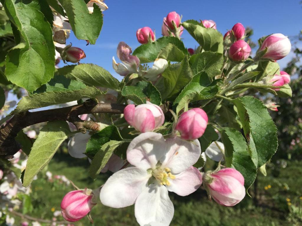 Fewo Blankenese Im Haus Luehegarten Grünendeich Zewnętrze zdjęcie